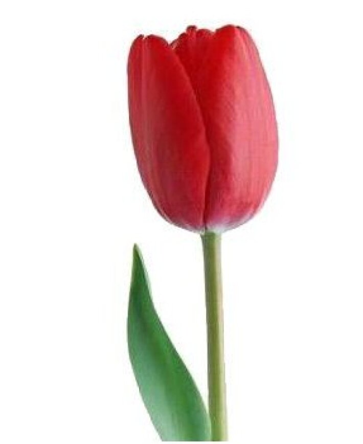 Тюльпан красный
