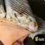 Шаурма Сырная
