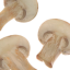 Грибы