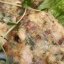 Куриные оладьи с беконом