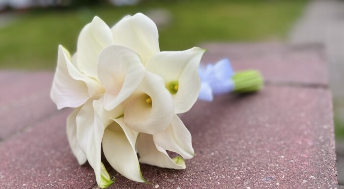 Barbaris Flowers