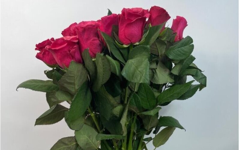 Роза малиновая 25 шт