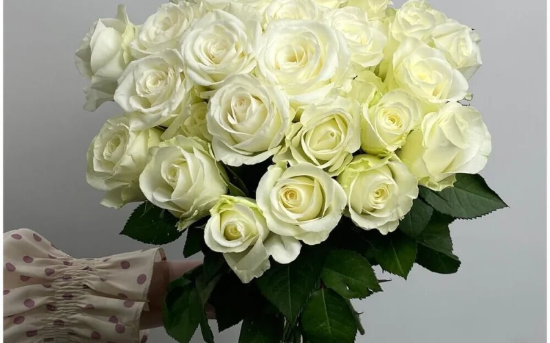 Роза белая 25 штук