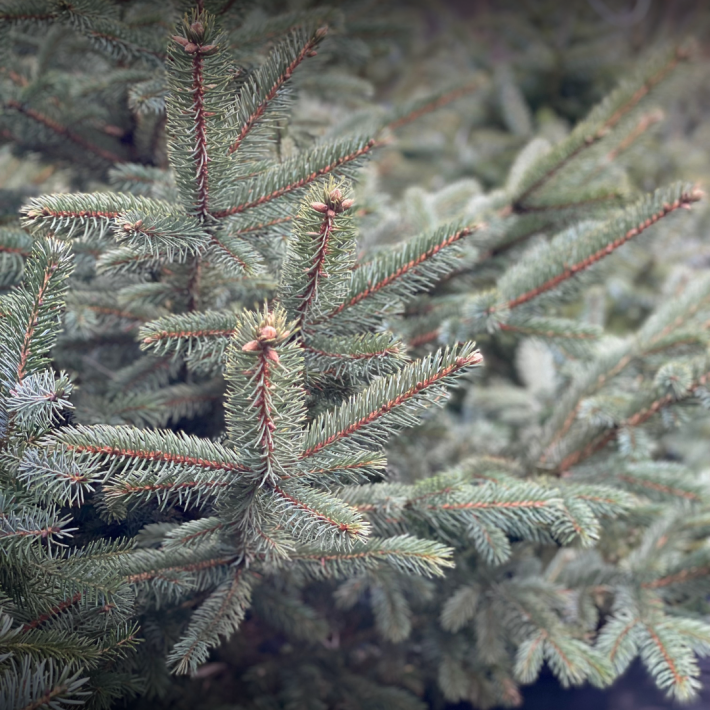 Ель колючая Glauca Kaibab 80-100 см