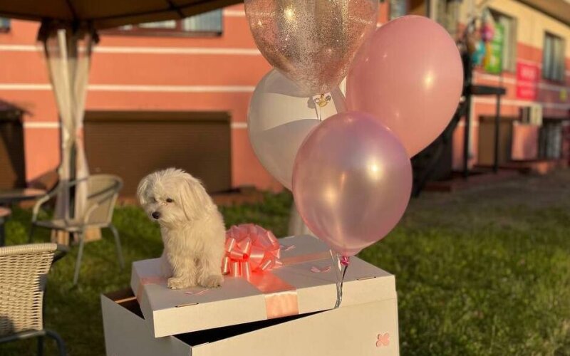 Коробка с шарами «Happy B-day» (для девочки)
