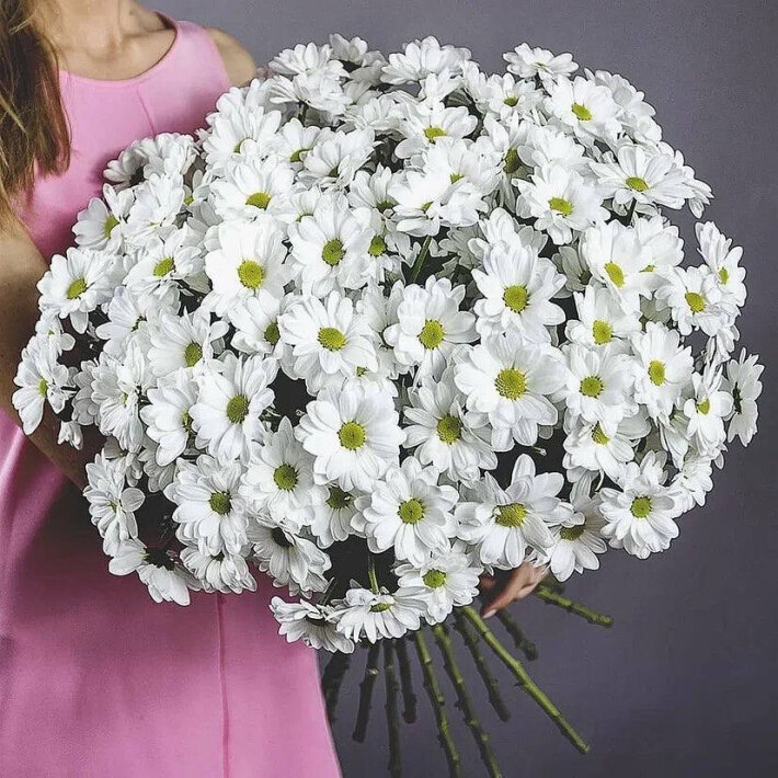 Хризантема «Ромашка» в ассортименте