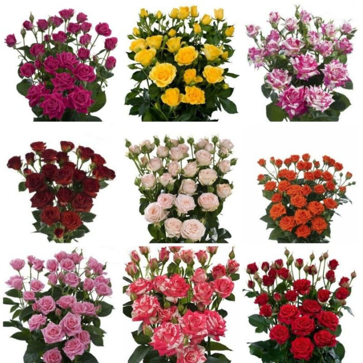 Роза кустовая