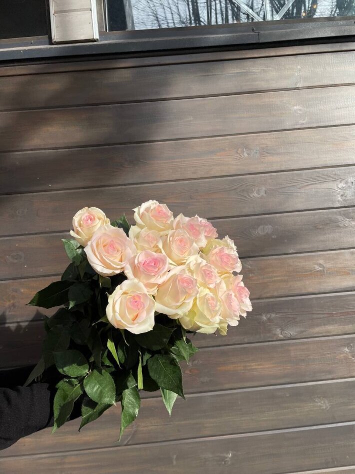 Бело-розовая роза