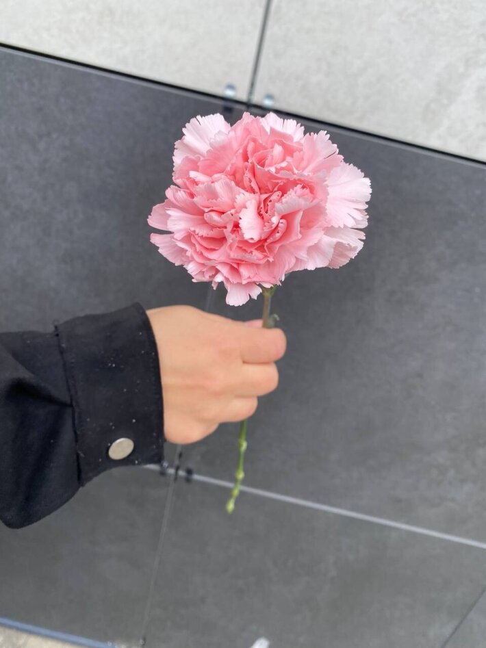 Диантус розовый