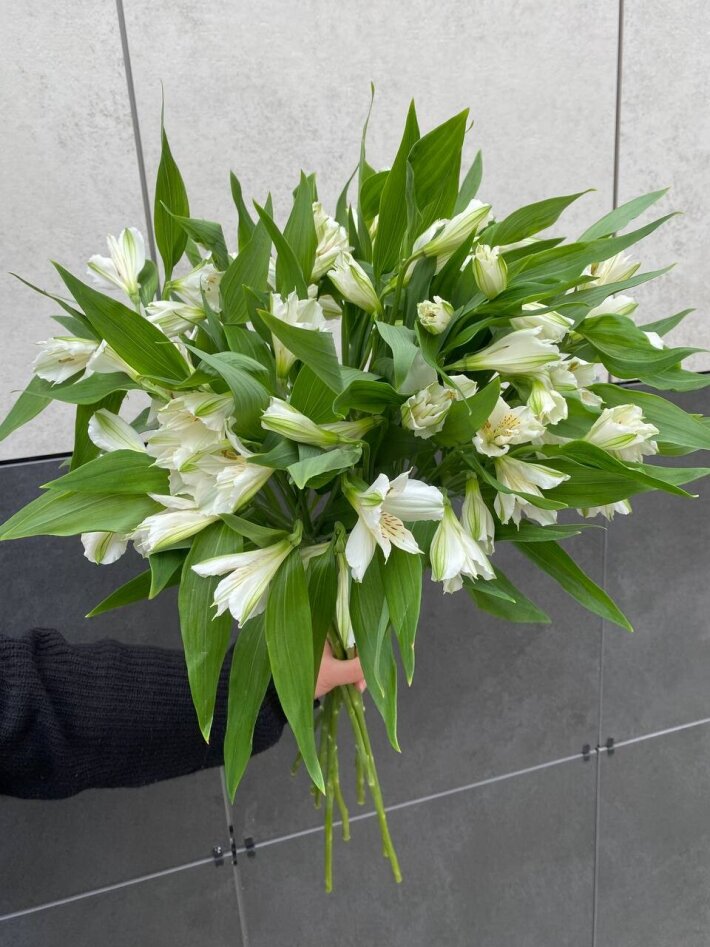 Букет из 9 веток белой альстромерии