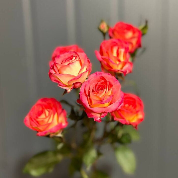 Роза кустовая