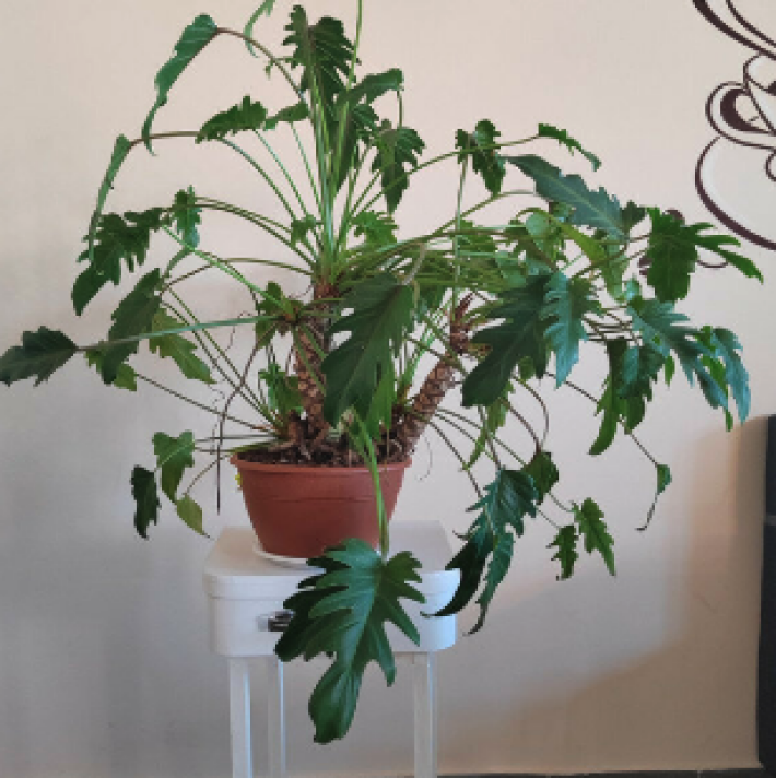 Филодендрон