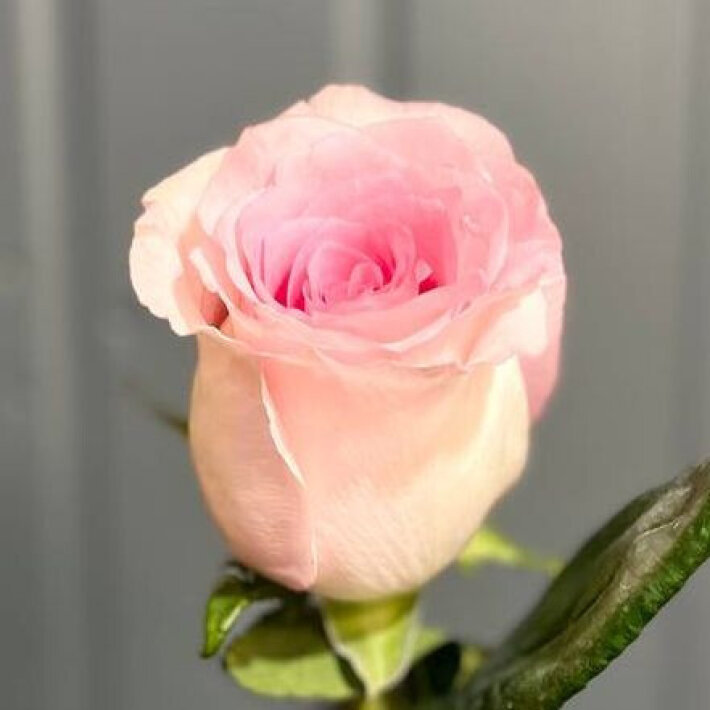 Роза одноголовая «Экзотик» 50 см