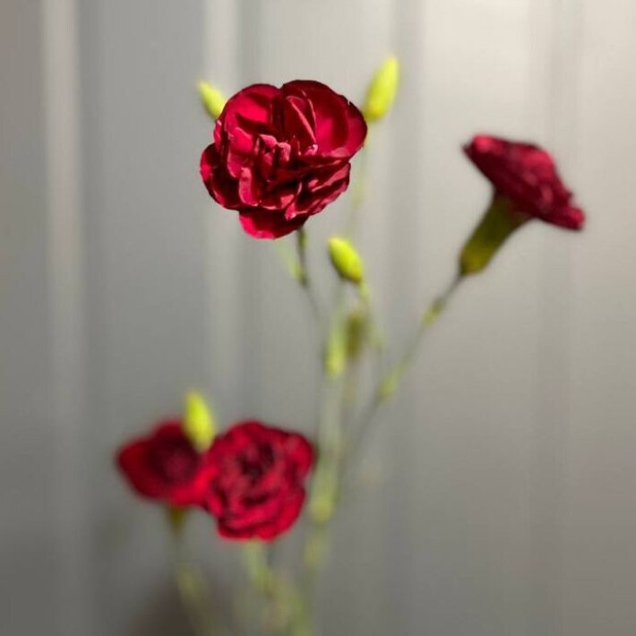 Гвоздика кустовая