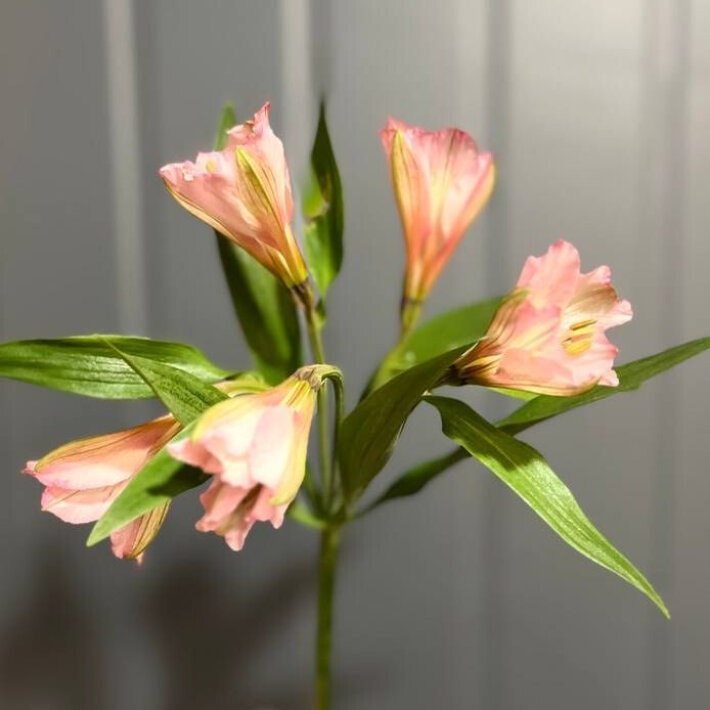 Альстромерия