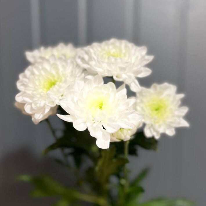 Хризантема кустовая