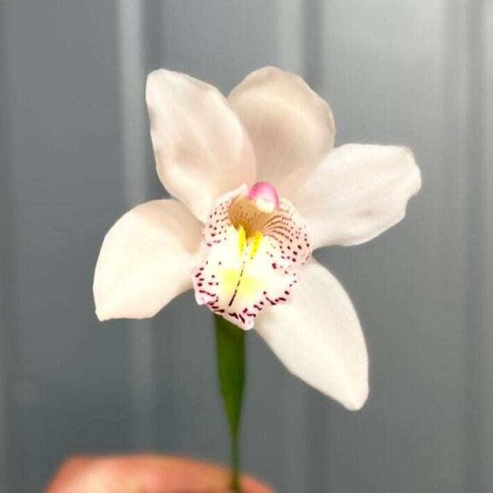 Орхидея (срезка)