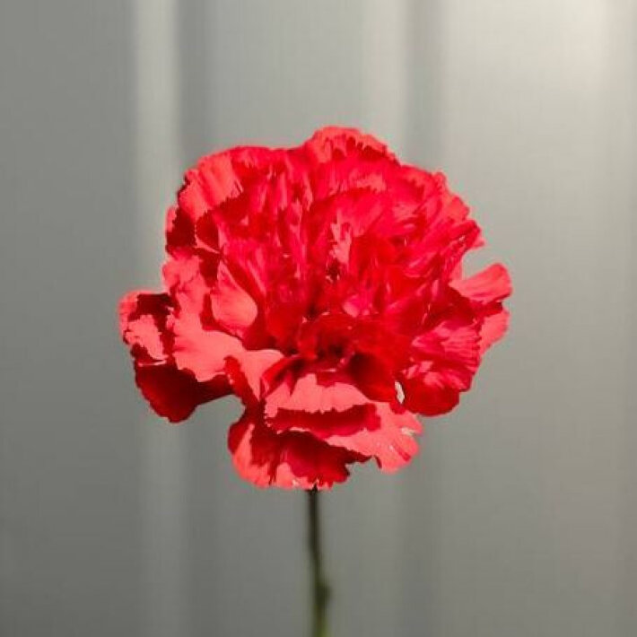 Гвоздика одноголовая