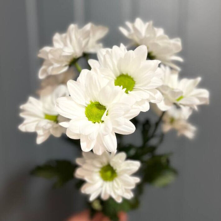 Хризантема ромашковидная