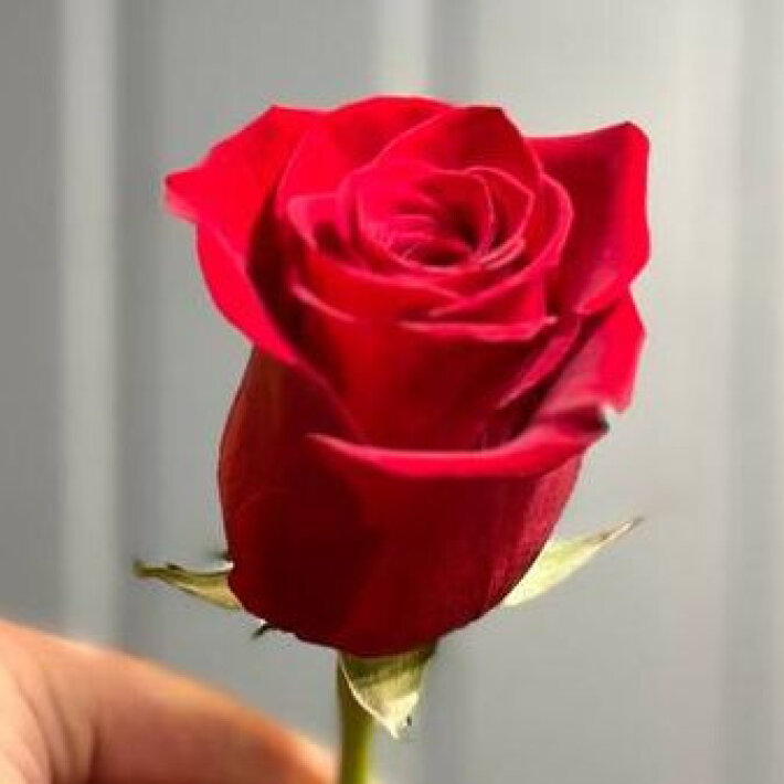 Роза одноголовая «Экзотик» 70 см