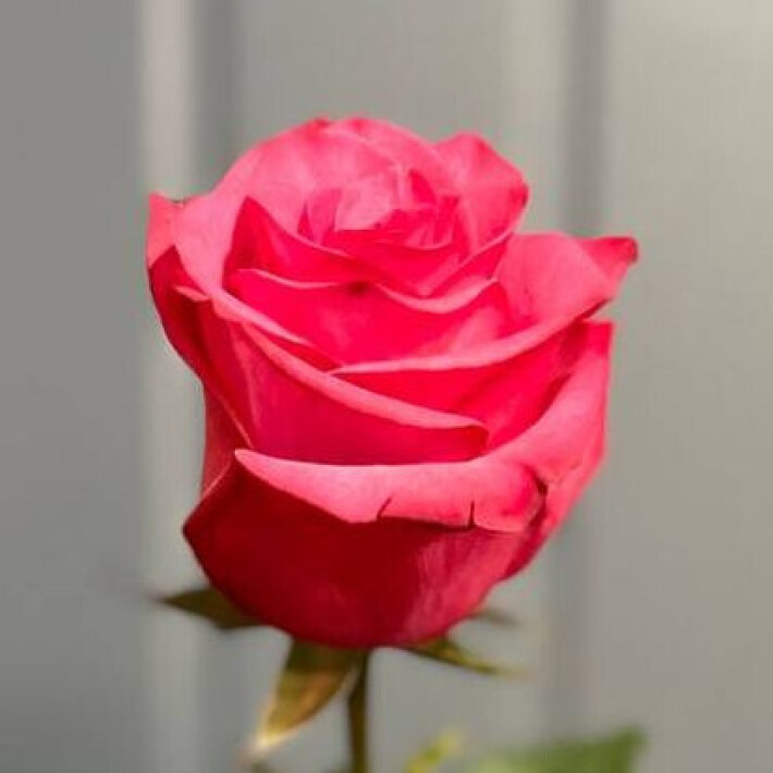 Роза одноголовая «Экзотик» 60 см