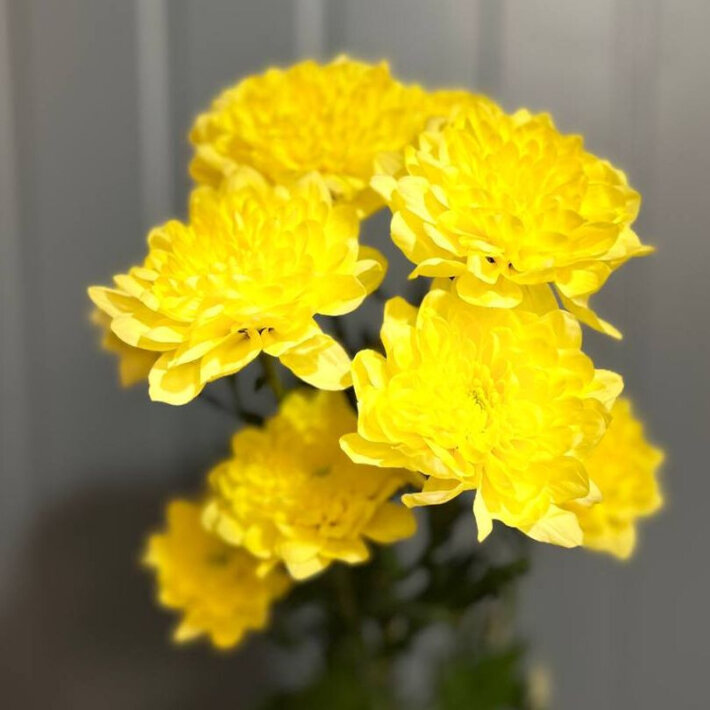 Хризантема цветная