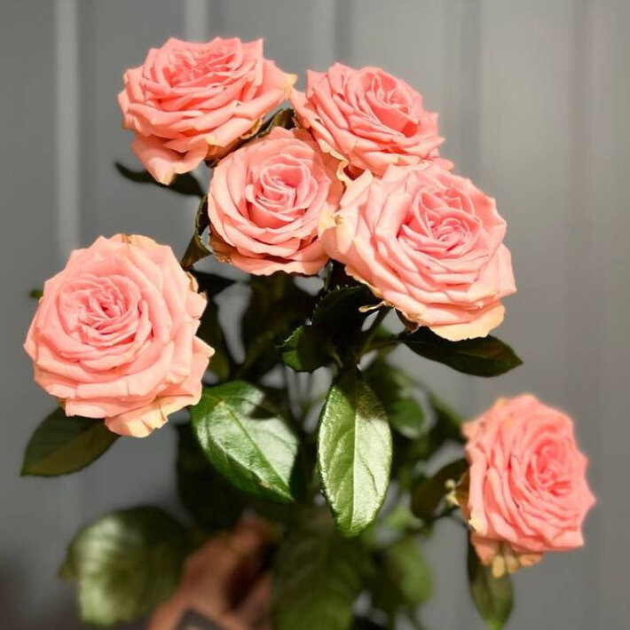 Роза пионовидная