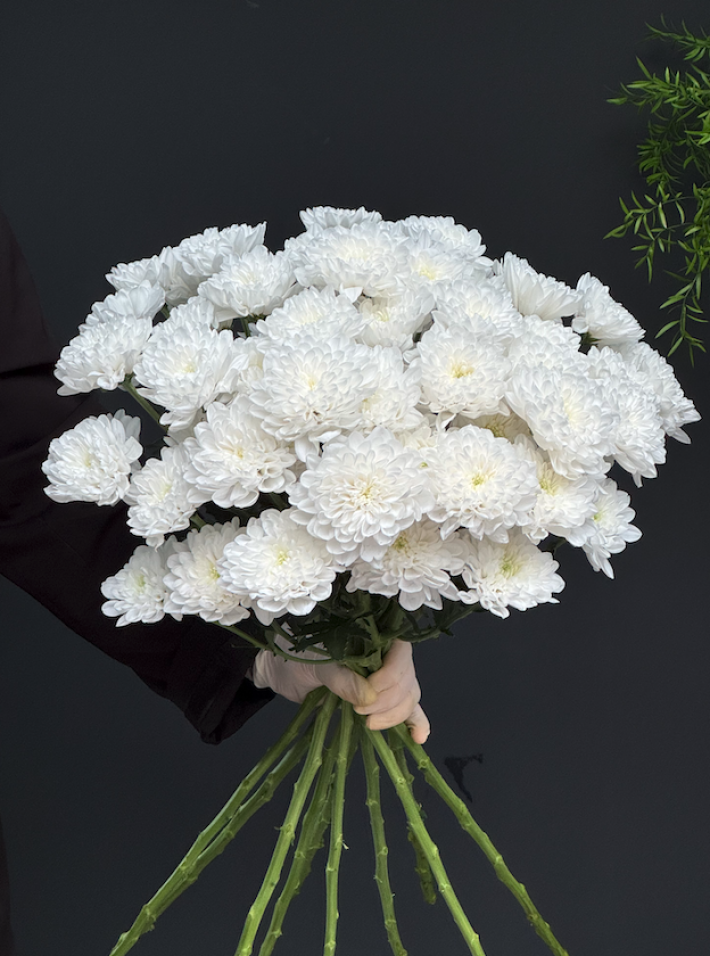 Кустовая хризантема Алтай