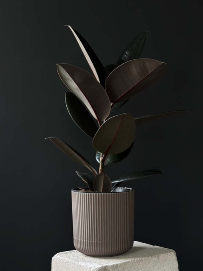 Фикус абиджан