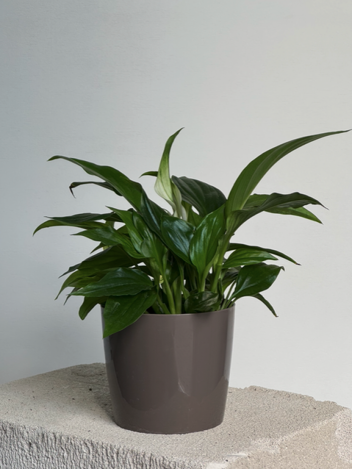 Спатифилум