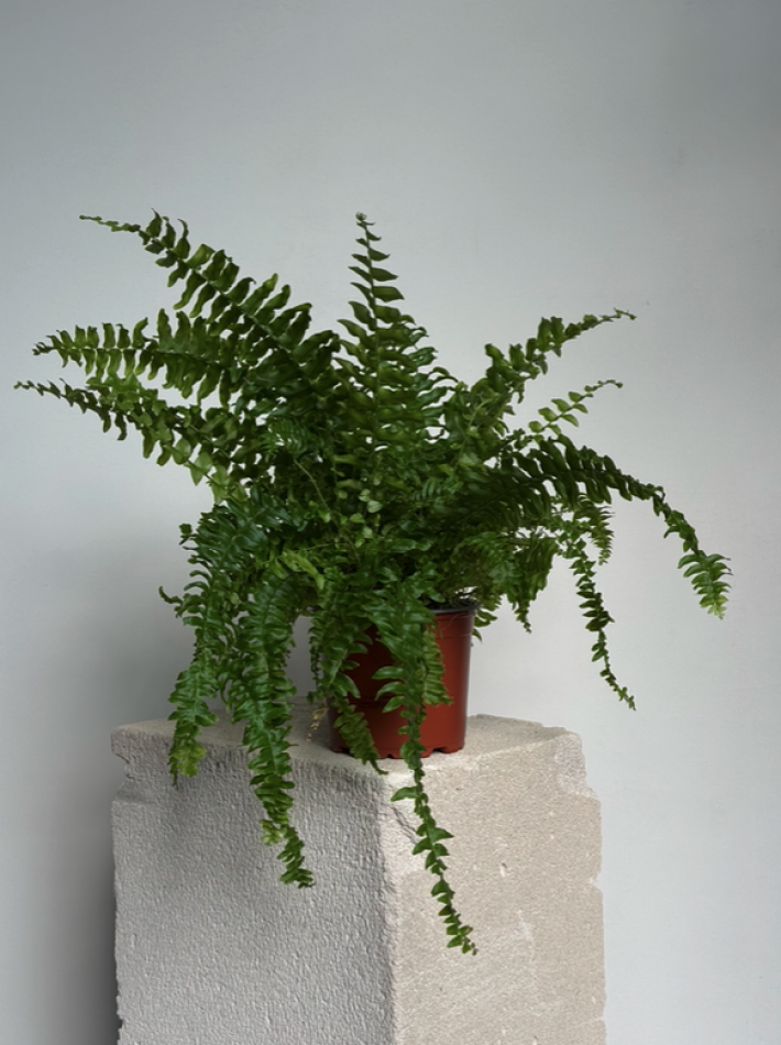 Нефролепис