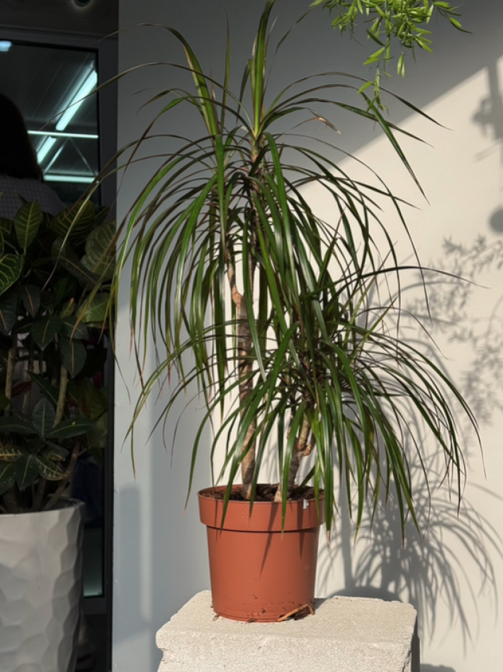 Драцена 2-ка