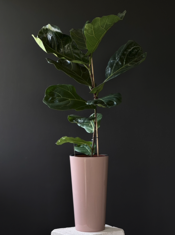 Фикус Лирата