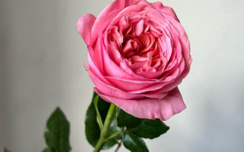 Роза «Pink Expression»