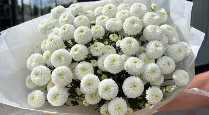 СД «Hayat Flowers»