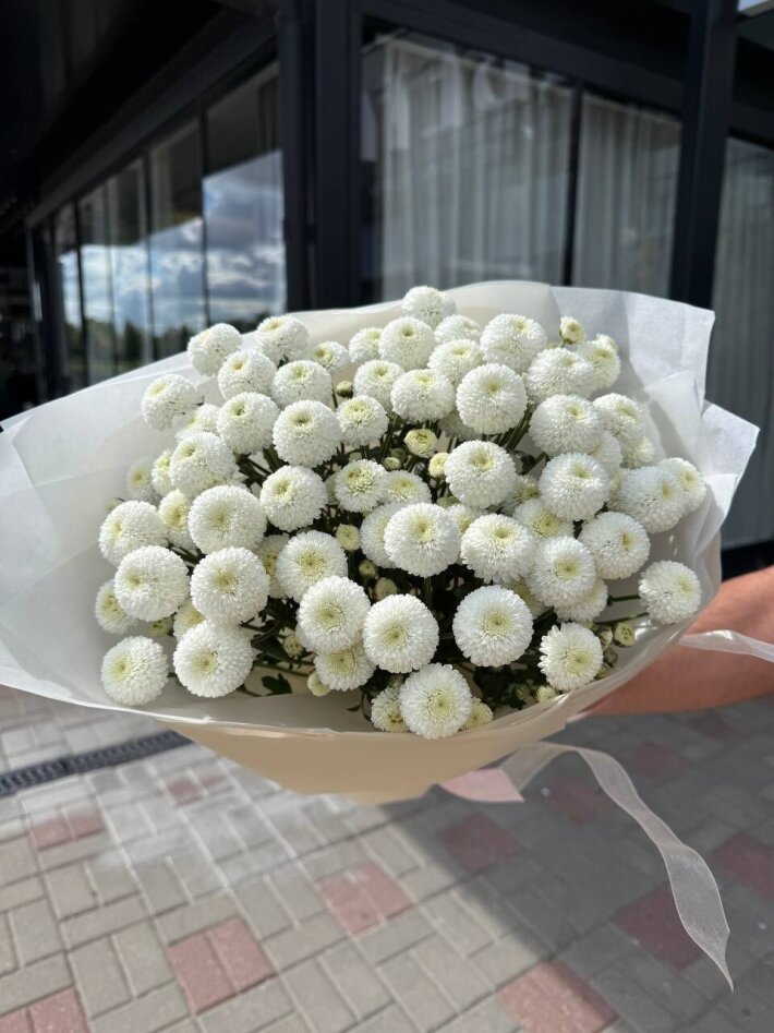 Хризантема «Ньютон» 7 шт