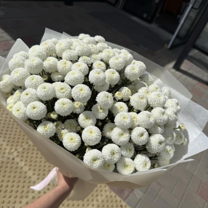 Хризантема «Ньютон» 11