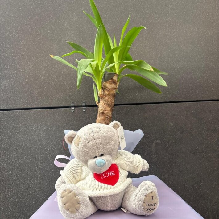 Комнатное растение «Юкка» с мишкой в подарок