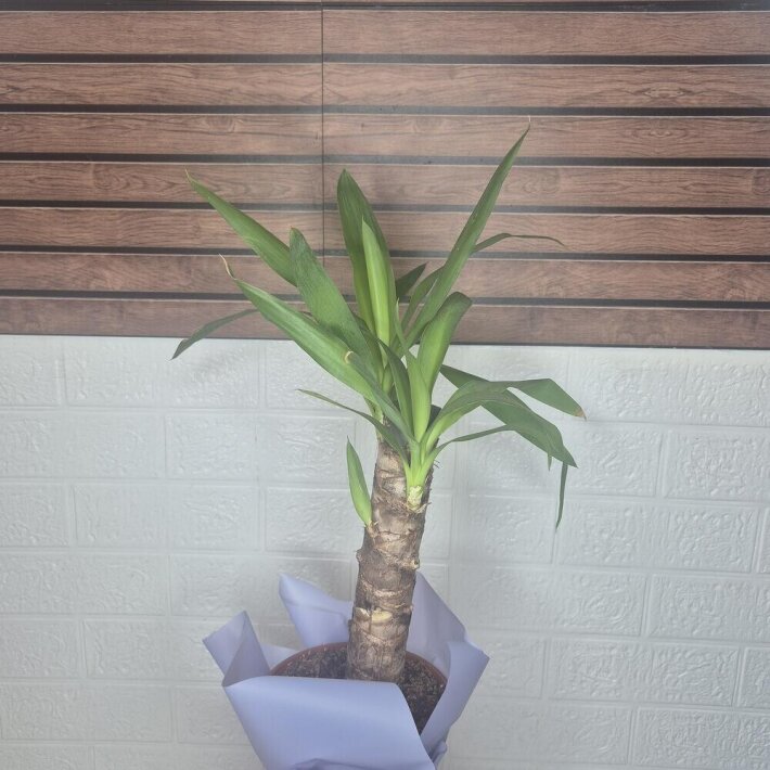 Комнатное растение «Юкка»