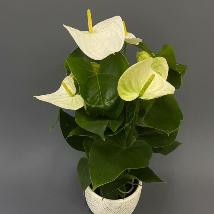 Растение в горшке «Антуриум»