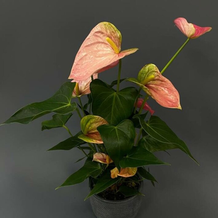 Комнатное растение «Антуриум»