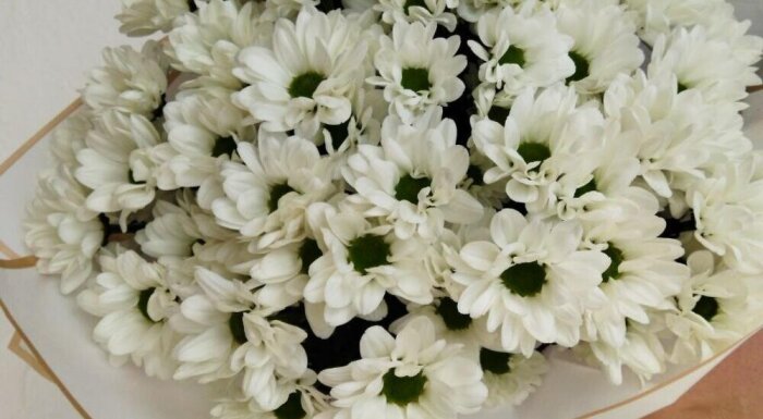 Цветы «LaRose»