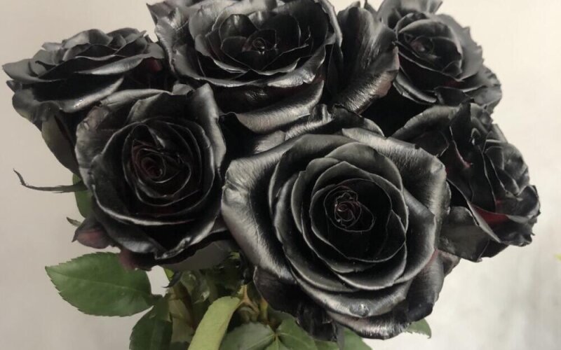 Букет из 7 черных крашенных роз