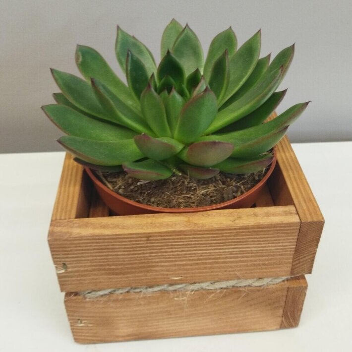 Декоративный суккулент в деревянном кашпо