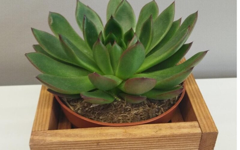 Декоративный суккулент в деревянном кашпо