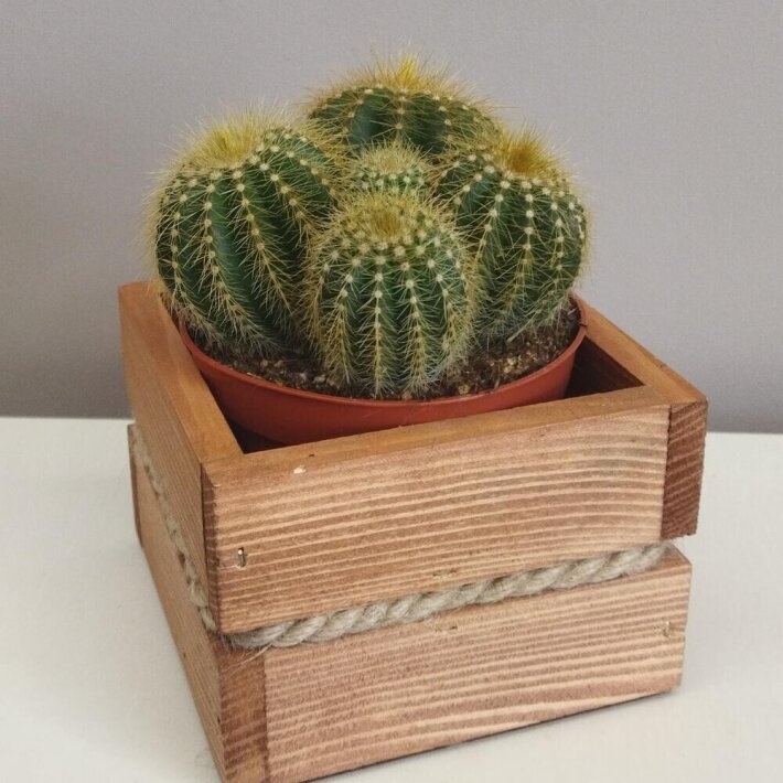 Кактус в деревянном кашпо