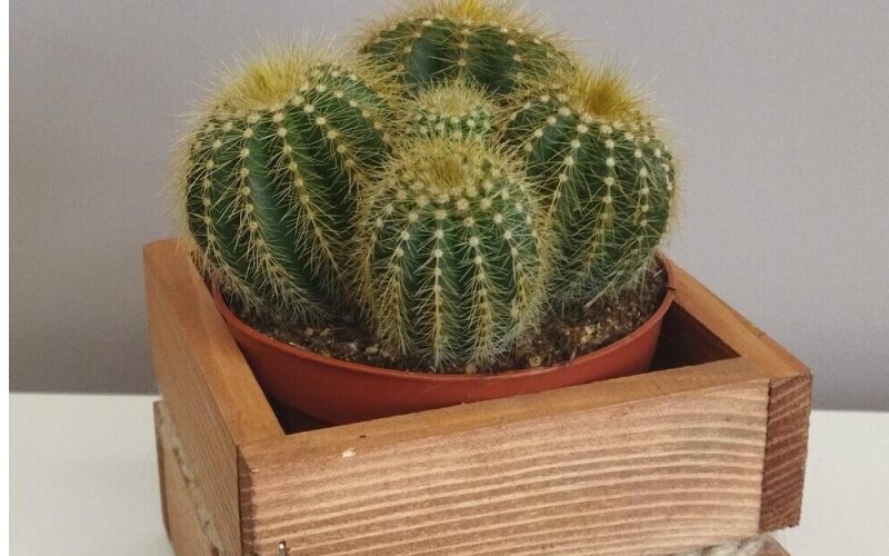 Кактус в деревянном кашпо