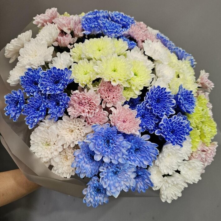 Разноцветная хризантема «Алтай»