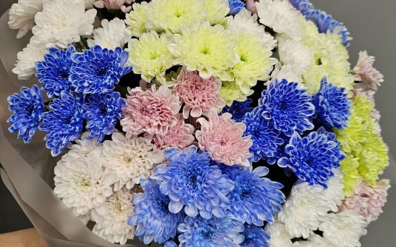 Разноцветная хризантема «Алтай»