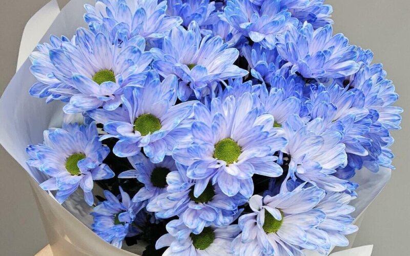 ~51 небесно-голубая ромашка